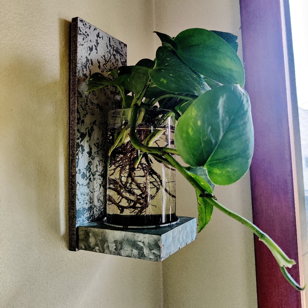 Propagation wall vase with mounting wall holder